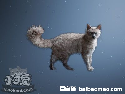 怎样训练拉邦猫用马桶 拉邦猫马桶使用训练