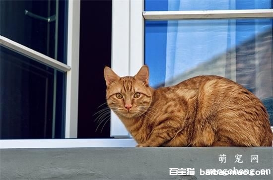 猫不会埋屎怎么办