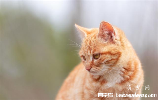 ​猫抓沙发怎么解决