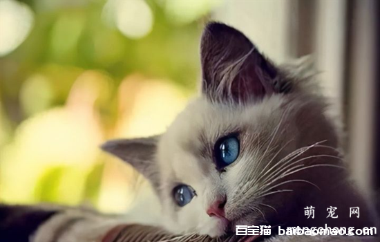 ​怎么训练猫咪听话叫它它就过来