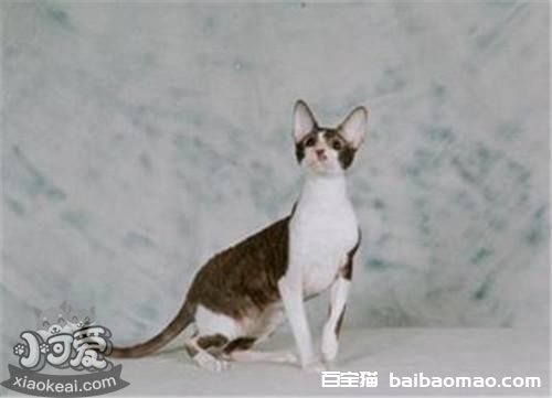 柯尼斯卷毛猫不听话怎么办 柯尼斯卷毛猫言听计从训练法