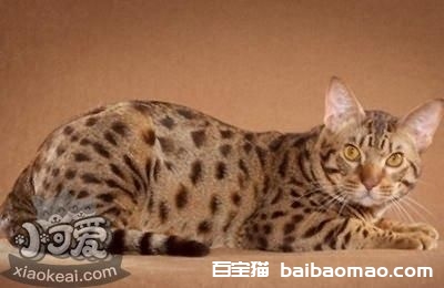 如何训练奥西猫不咬人 奥西猫咬人纠正方法