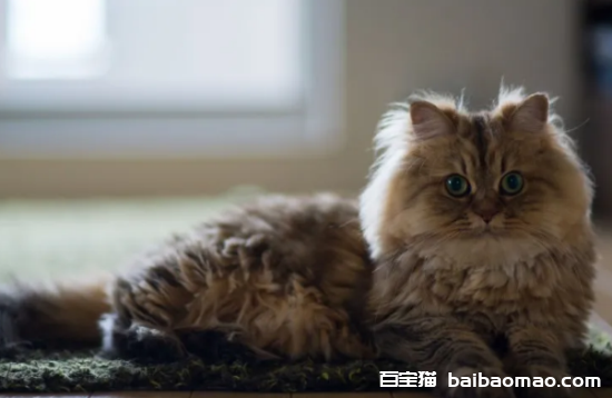 适合家养的猫咪有哪些？