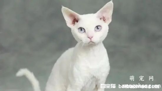 训练德文卷毛猫变得更听话的五个方法