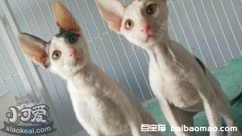 柯尼斯卷毛猫怕水怎么办 柯尼斯卷毛猫怕水解决办法