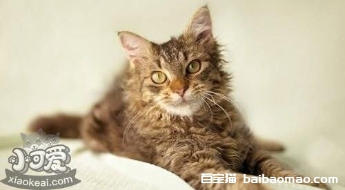 拉邦猫会打滚吗 拉邦猫打滚训练