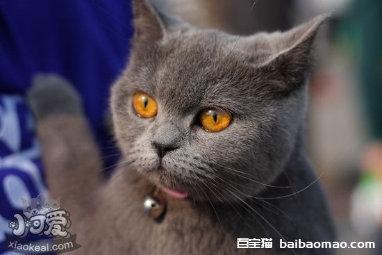 英国短毛猫怀孕是否可以吃海鱼