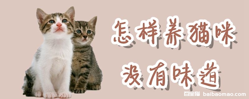 怎样养猫咪没有味道