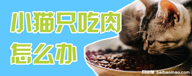 小猫只吃肉怎么办