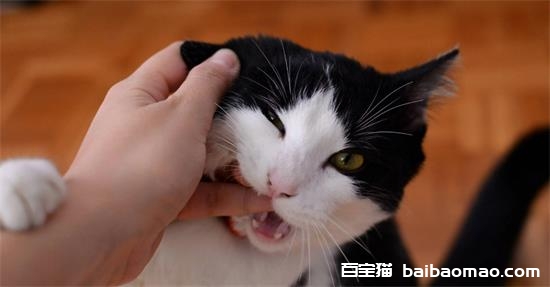 猫咪咬了出血了怎么办