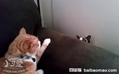 怎么训练雪鞋猫晚上睡觉 雪鞋猫昼伏夜出习惯更改训练