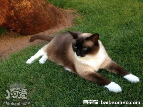 雪鞋猫怎么训练装死 雪鞋猫装死训练