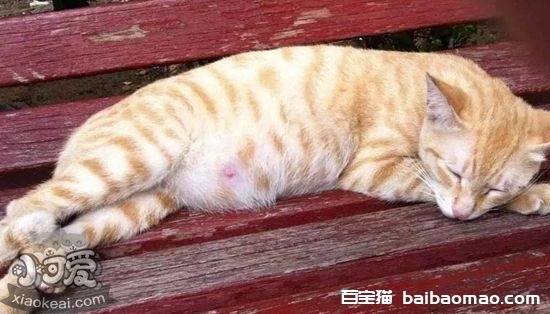 猫咪生产前兆有哪些 猫咪生产前兆详解