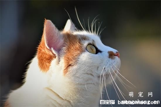 猫咪白天睡觉晚上闹腾怎么办