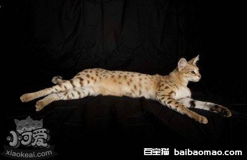 热带草原猫不会游泳怎么办 热带草原猫游泳训练