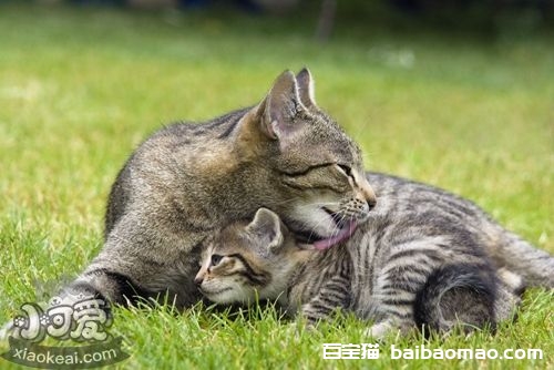 热带草原猫怎么训练 热带草原猫训练技巧