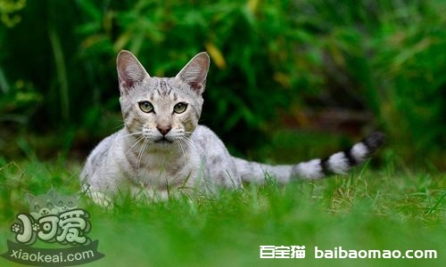 热带草原猫不睡猫窝怎么办 热带草原猫睡猫窝训练