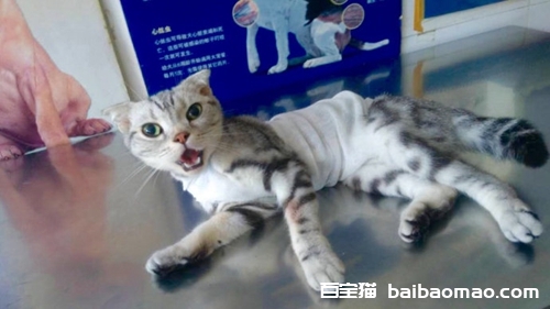 猫咪绝育后会变傻吗 猫咪绝育变傻是真的吗