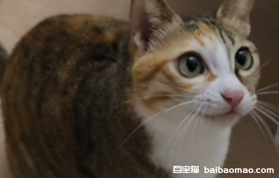 猫脂肪肝的诊断治疗及肝脏营养疗法