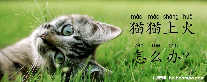 猫猫上火怎么办