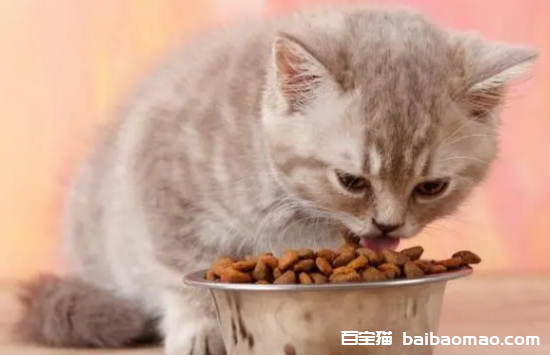 猫咪一天喂几顿比较好