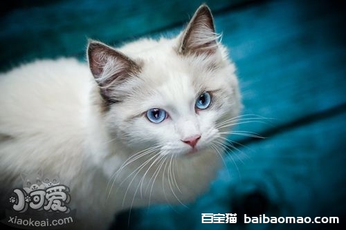 怎么训练波米拉猫不乱抓 波米拉猫乱抓解决办法