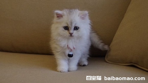 波斯猫怀孕有什么需要注意 波斯猫怀孕注意事项