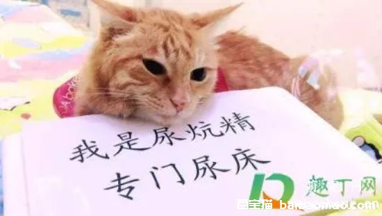 猫会用猫砂却在床上尿怎么办