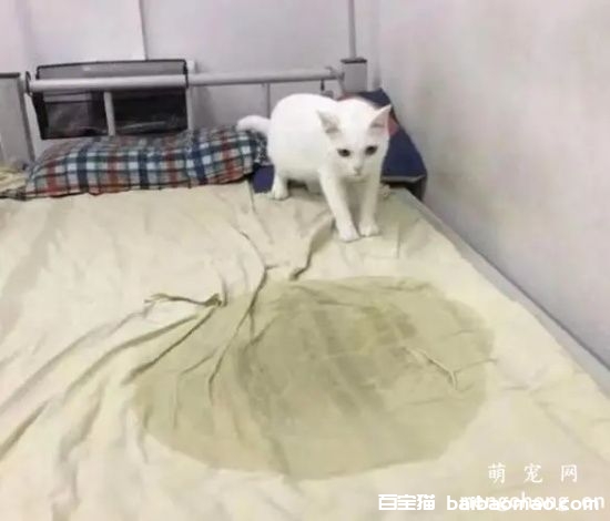 猫会用猫砂却在床上尿怎么办