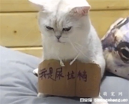 猫会用猫砂却在床上尿怎么办