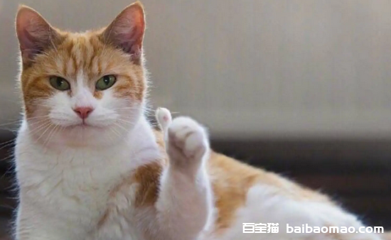 母猫刚生完小猫吃什么下奶