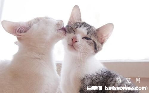 怎么让猫咪变得灵巧听话