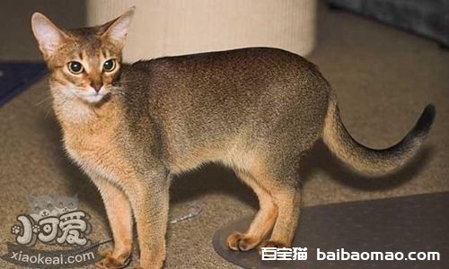 阿比西尼亚猫会游泳吗 阿比西尼亚猫游泳训练