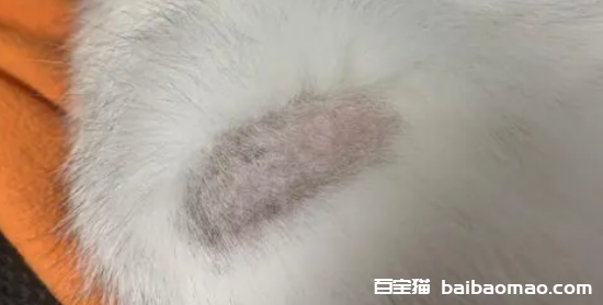 猫癣用什么药膏好得快