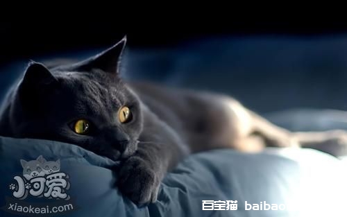 沙特尔猫肝炎怎么治疗 沙特尔猫肝炎治疗方法