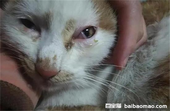 猫眼睛睁不开流眼泪怎么回事