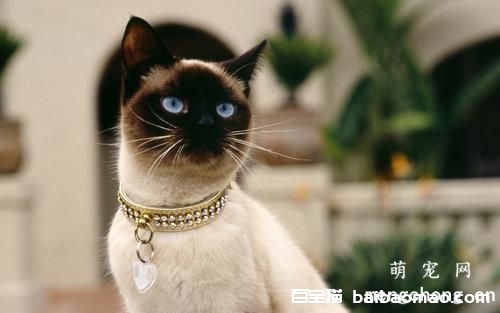 ​怎么让猫在笼子里的时候不乱叫