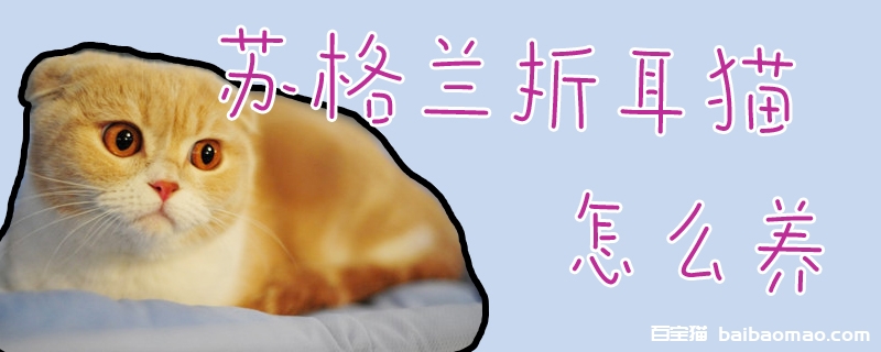 苏格兰折耳猫怎么养