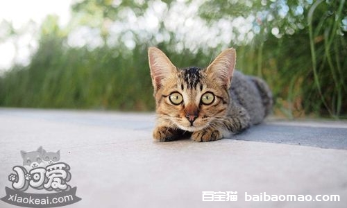 怎么教新加坡猫大小便 随地大小便5大原因