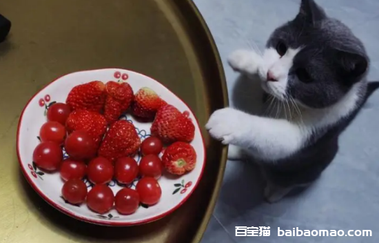 猫能不能吃草莓