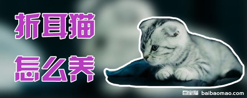 折耳猫怎么养