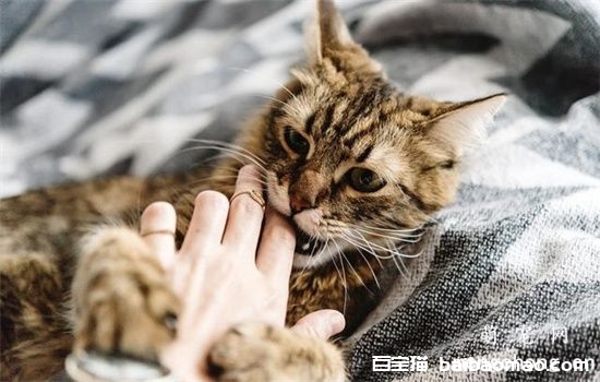 ​猫咪咬人屡教不改怎么办