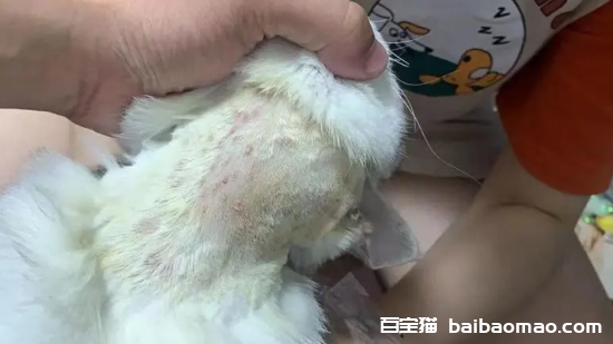 猫藓怎么治疗