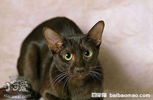 怎么训练哈瓦那棕猫装死 哈瓦那猫装死训练法