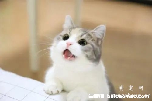 ​怎么让猫咪记住自己的名字