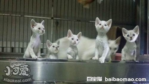 柯尼斯卷毛猫腹泻怎么处理 柯尼斯卷毛猫腹泻处理方法