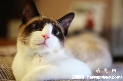 ​如何防止真皮沙发被猫抓