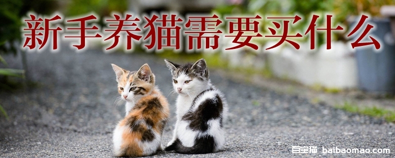 新手养猫需要买什么