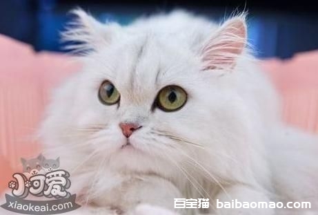 德文卷毛猫睡觉抽搐怎么回事 睡觉抽搐原因介绍