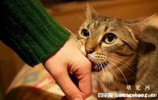 小猫咬人怎么教育？